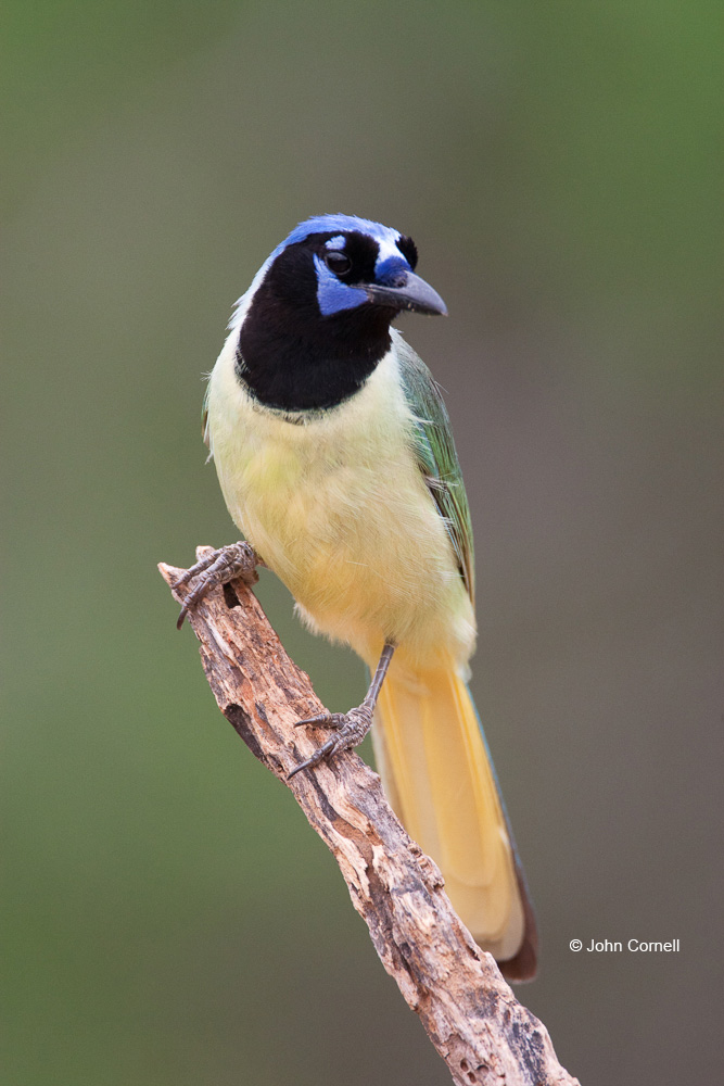 Cyanocorax yncas;Green Jay;Jay;One;avifauna;bird;birds;color image;color photograph;feather;feathered;feathers;natural;nature;outdoor;outdoors;wild;wilderness;wildlife